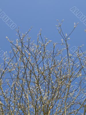 Spring tree