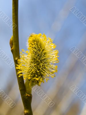  Yellow pussywillow
