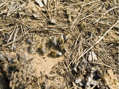 Forest bees