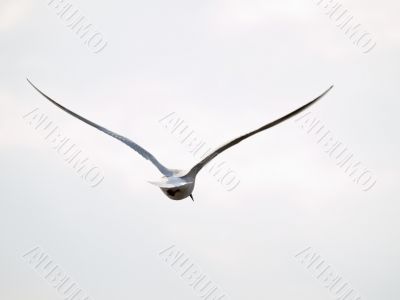 Free seagull