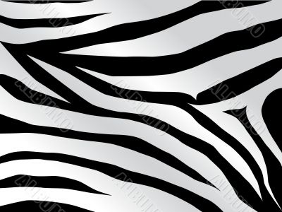 tiger design in black
