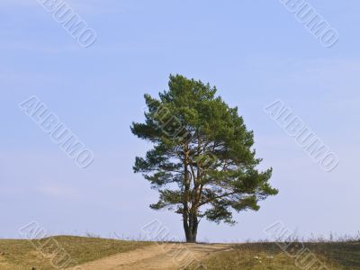 Single pine tree
