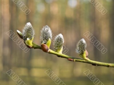 pussywillow