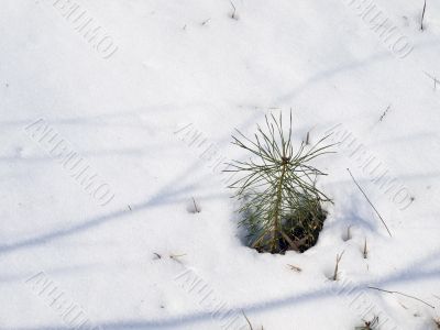 Pine in snow