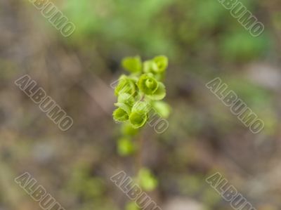 Spring plant