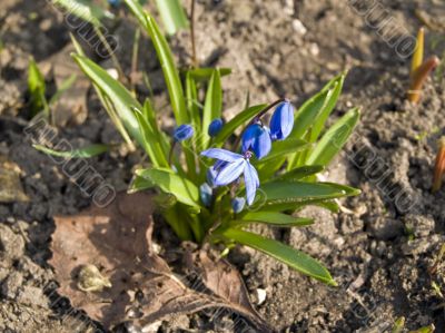 Spring flowers