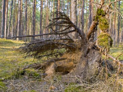 Tree roots
