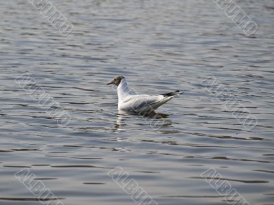 Swiming seagull