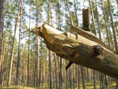 fallen tree in forest