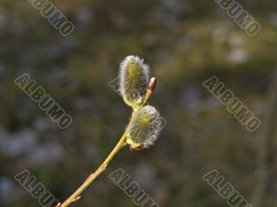 Yang pussywillow