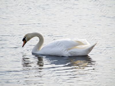 Swan