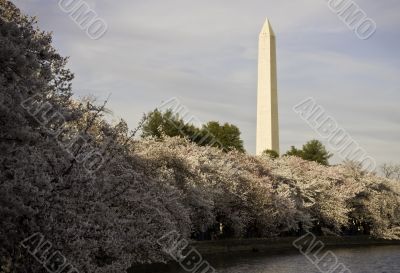 Cherry Blossoms underpinning Washington Monument