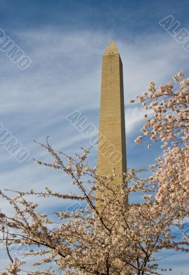 Washington Monument with a few cherry blossom branches