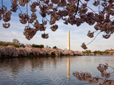 Cherry Blossoms framing Washington Monument
