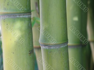 green bamboo close-up