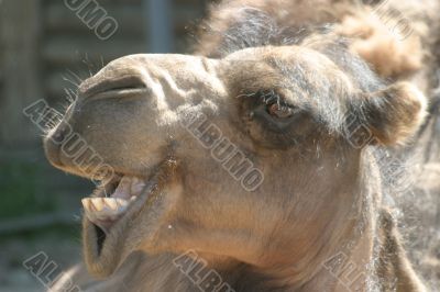 Camel head