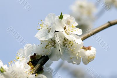 White apricot blossoms in spring