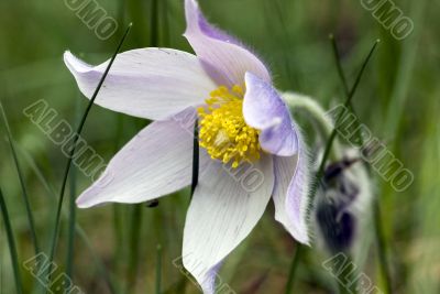 Spring flowers of Pulsatilla