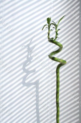 Stalk of green bamboo