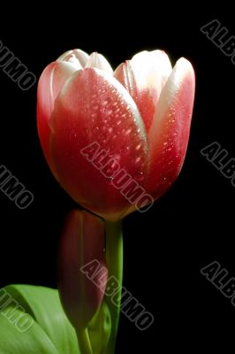 tulip