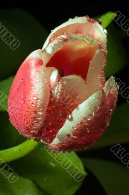 tulip