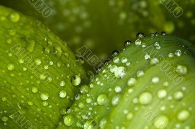 water drops