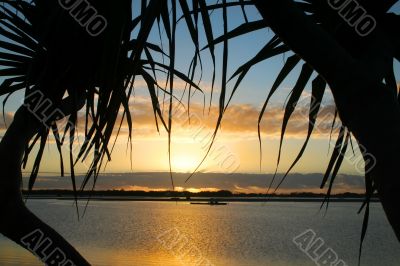 Pandanus Trees Sunrise