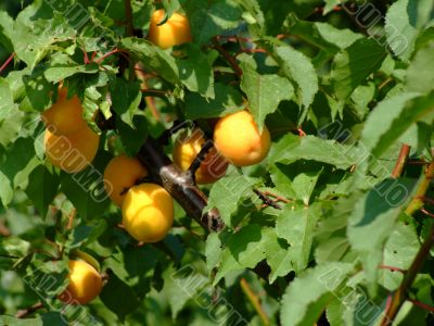 Apricot tree