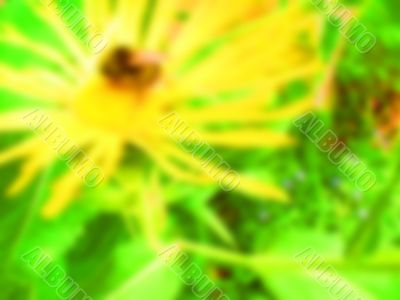 soft yellow flower