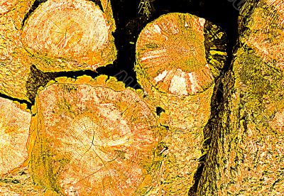 Logs texture