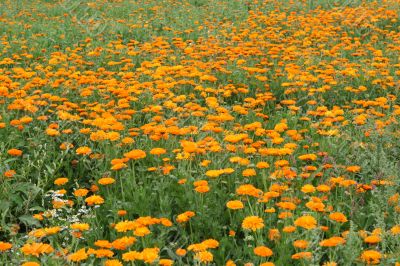 Field with a calendula