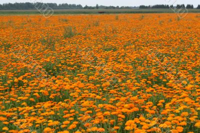 Field with a calendula