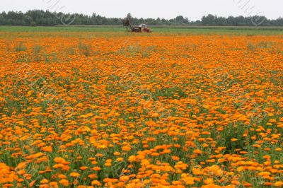 Field with a medicinal calendula