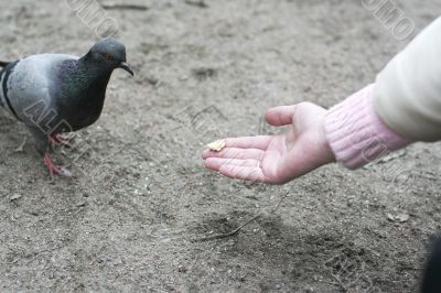 Woman feeding the pigeon from a hands