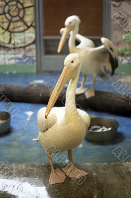 Pelicans in zoo