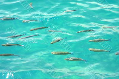 fish