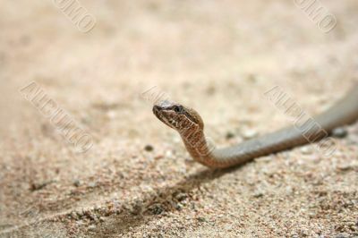 snake