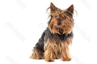 Small dog