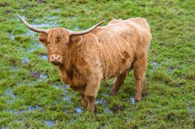 Highland cattle