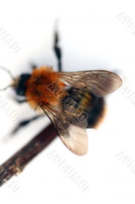 Bumblebee isolated in white