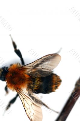 Bumblebee isolated in white