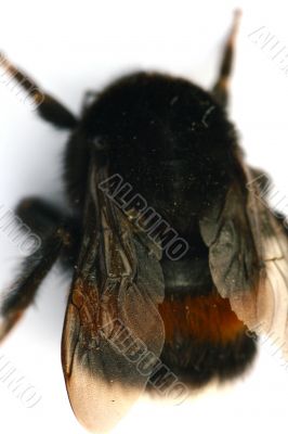 Bumblebee isolated in white