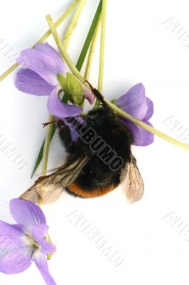 Bumblebee isolated in white