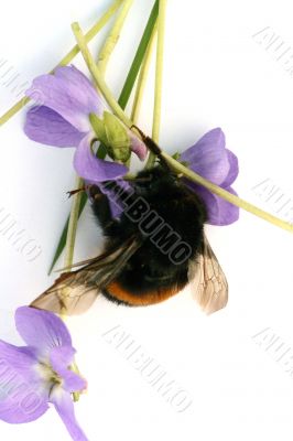 Bumblebee isolated in white