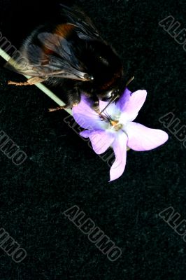 Bumblebee isolated in white