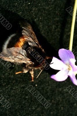 Bumblebee isolated in white