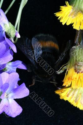 Bumblebee isolated in white