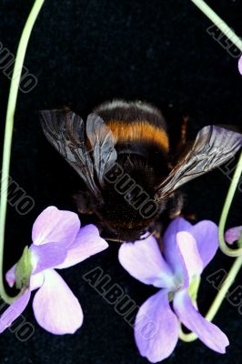 Bumblebee isolated in white