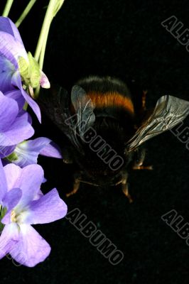 Bumblebee isolated in white