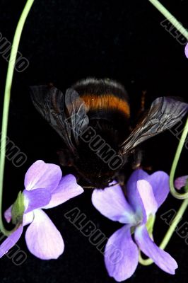 Bumblebee isolated in white